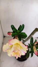 Planta Dobrada 3408 – 35cm – 03 anos - Imagem 4