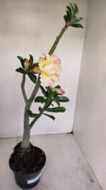 Planta Dobrada 3408 – 35cm – 03 anos - Imagem 6