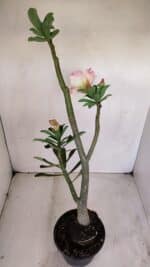 Planta Dobrada 3408 – 35cm – 03 anos - Imagem 5