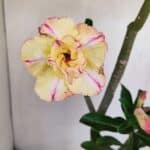 Planta Dobrada 3408 – 35cm – 03 anos