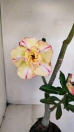 Planta Dobrada 3408 – 35cm – 03 anos