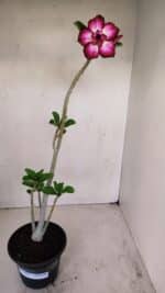 Planta Dobrada 3409 – 35cm – 03 anos - Imagem 2