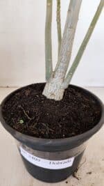 Planta Dobrada 3409 – 35cm – 03 anos - Imagem 7