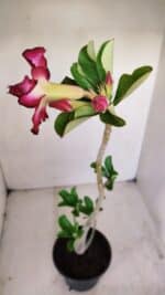 Planta Dobrada 3409 – 35cm – 03 anos - Imagem 5