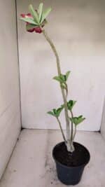 Planta Dobrada 3409 – 35cm – 03 anos - Imagem 6