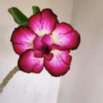 Planta Dobrada 3409 – 35cm – 03 anos