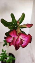 Planta Dobrada 3409 – 35cm – 03 anos - Imagem 4