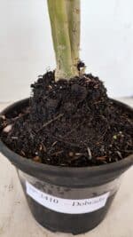 Planta Dobrada 3410 – 35cm – 03 anos - Imagem 6