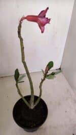 Planta Dobrada 3410 – 35cm – 03 anos - Imagem 5