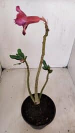 Planta Dobrada 3410 – 35cm – 03 anos - Imagem 4