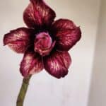 Planta Dobrada 3410 – 35cm – 03 anos