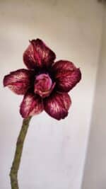 Planta Dobrada 3410 – 35cm – 03 anos