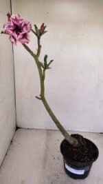 Planta Dobrada 3411 – 35cm – 03 anos - Imagem 2