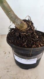 Planta Dobrada 3411 – 35cm – 03 anos - Imagem 7