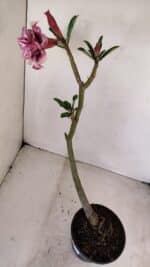 Planta Dobrada 3411 – 35cm – 03 anos - Imagem 6