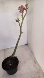 Planta Dobrada 3411 – 35cm – 03 anos - Imagem 5