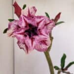 Planta Dobrada 3411 – 35cm – 03 anos