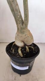 Planta Dobrada 3412 – 35cm – 03 anos - Imagem 6