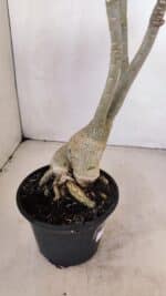 Planta Dobrada 3412 – 35cm – 03 anos - Imagem 5