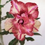 Planta Dobrada 3412 – 35cm – 03 anos