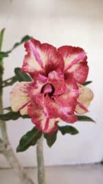 Planta Dobrada 3412 – 35cm – 03 anos