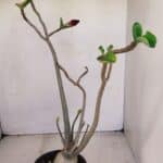 Planta Dobrada 3413 – 40cm – 04 anos