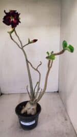 Planta Dobrada 3413 – 40cm – 04 anos