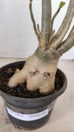 Planta Dobrada 3413 – 40cm – 04 anos - Imagem 4