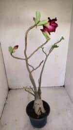 Planta Dobrada 3413 – 40cm – 04 anos - Imagem 6