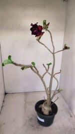 Planta Dobrada 3413 – 40cm – 04 anos - Imagem 5