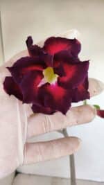 Planta Dobrada 3413 – 40cm – 04 anos - Imagem 3