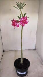 Planta Dobrada 3414 – 35cm – 03 anos - Imagem 2