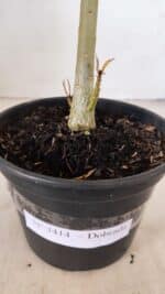 Planta Dobrada 3414 – 35cm – 03 anos - Imagem 9