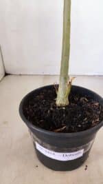 Planta Dobrada 3414 – 35cm – 03 anos - Imagem 8