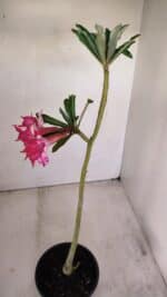 Planta Dobrada 3414 – 35cm – 03 anos - Imagem 5