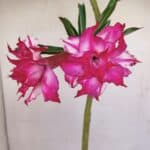 Planta Dobrada 3414 – 35cm – 03 anos