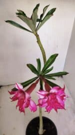 Planta Dobrada 3414 – 35cm – 03 anos - Imagem 4