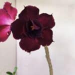 Planta Dobrada 3415 – 35cm – 03 anos