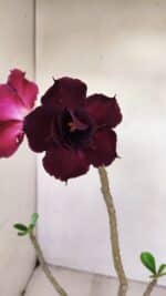 Planta Dobrada 3415 – 35cm – 03 anos