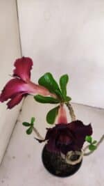 Planta Dobrada 3415 – 35cm – 03 anos - Imagem 4