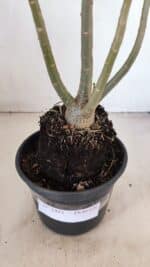 Planta Dobrada 3415 – 35cm – 03 anos - Imagem 7