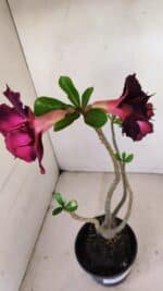 Planta Dobrada 3415 – 35cm – 03 anos - Imagem 6