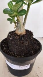 Planta Dobrada 3416 – 35cm – 03 anos - Imagem 7