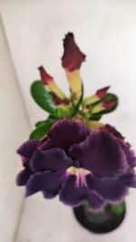 Planta Dobrada 3416 – 35cm – 03 anos - Imagem 4