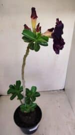 Planta Dobrada 3416 – 35cm – 03 anos - Imagem 5