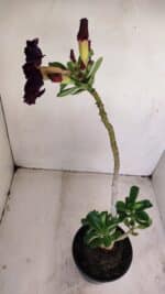 Planta Dobrada 3416 – 35cm – 03 anos - Imagem 6