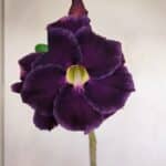 Planta Dobrada 3416 – 35cm – 03 anos