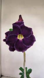 Planta Dobrada 3416 – 35cm – 03 anos