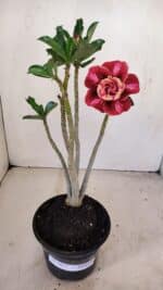 Planta Dobrada 3417 – 35cm – 03 anos - Imagem 2