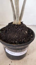 Planta Dobrada 3417 – 35cm – 03 anos - Imagem 7